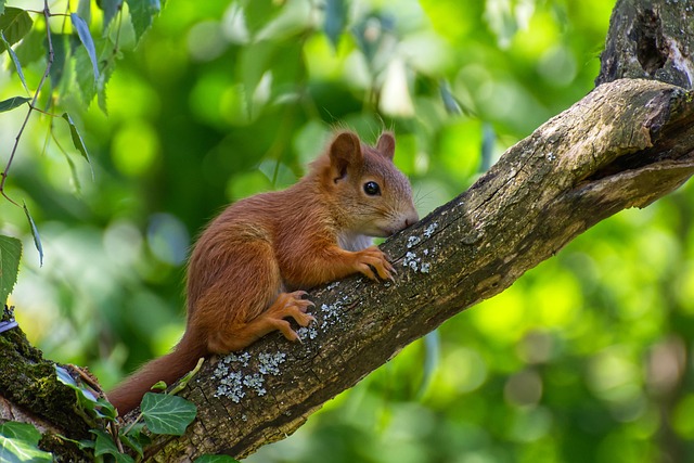 Squirrel sitting on a tree branch