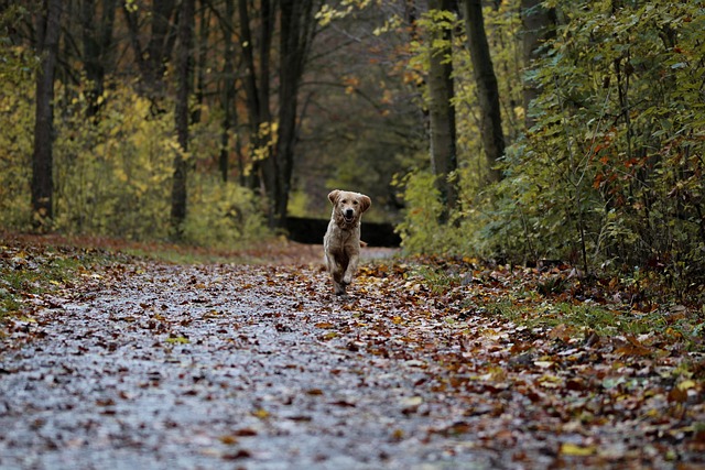 Golden retriever running through autumn leaves